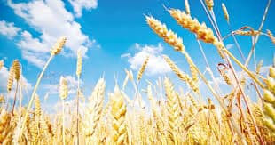 Imagen de la columna: ¿Y qué sigue para la agricultura en 2026?