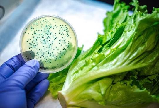 Imagen de la columna: Infecciones e intoxicaciones alimentarias (segunda parte)