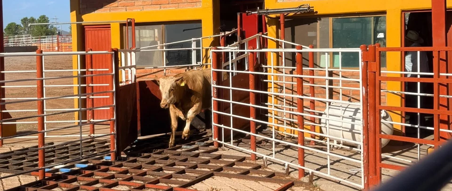 Exporta Sonora primeras 750 cabezas de ganado a EU
