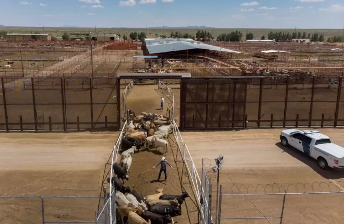 Va para largo el cierre de frontera de EU al ganado mexicano