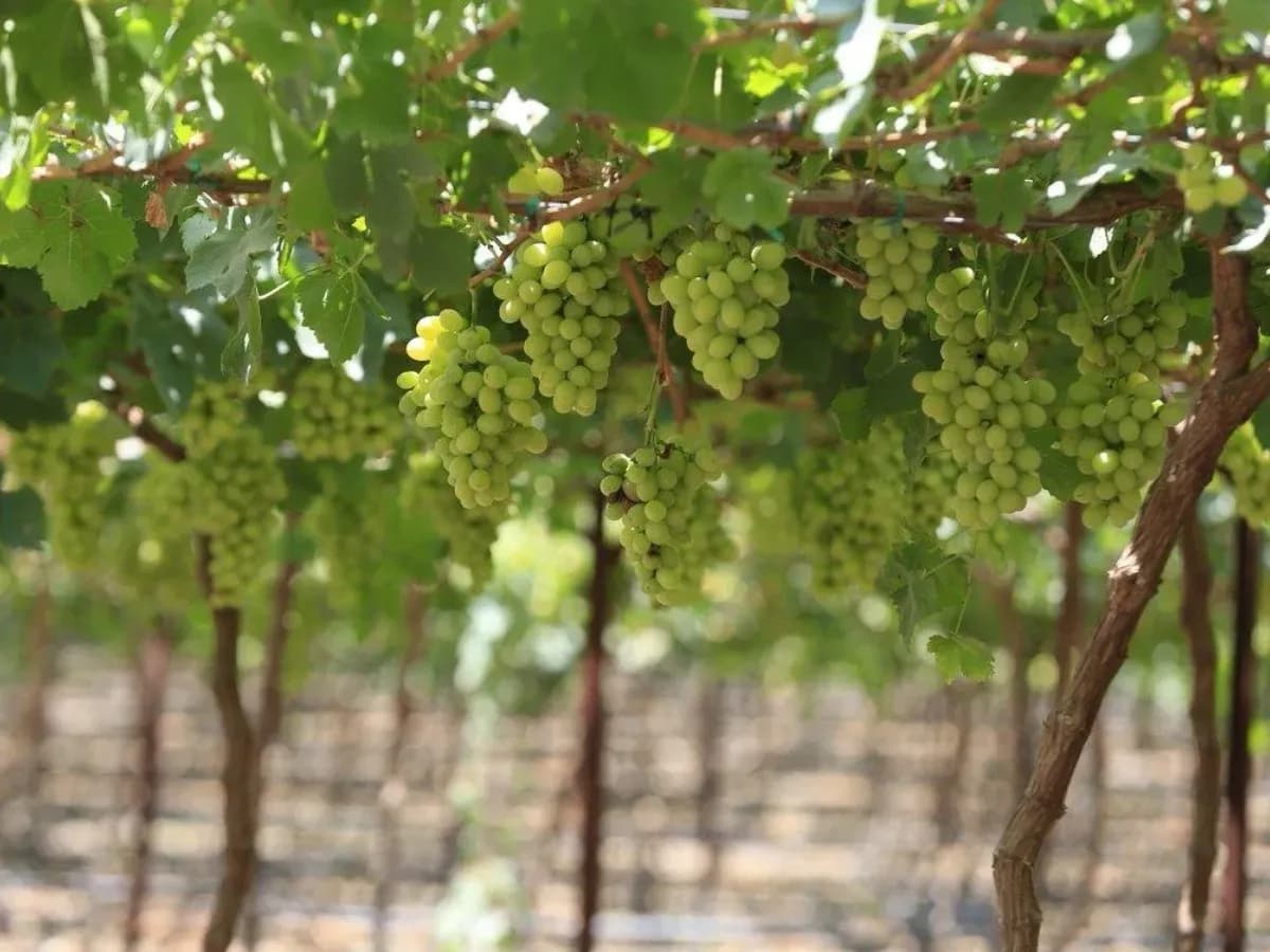 Producirá Hermosillo 10% más cajas de uva