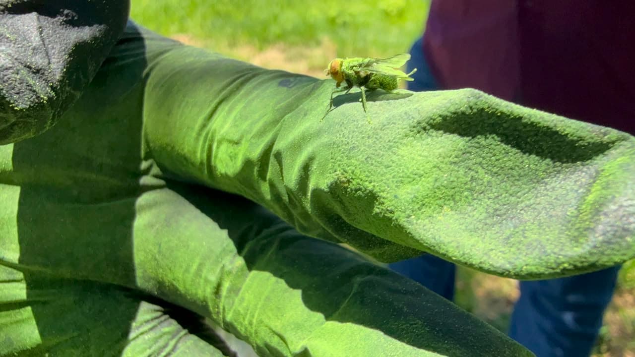 Dispersa Sonora larvas de mosca estéril contra Gusano Barrenador
